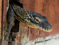Young_Comodo_Dragon_by_Bert_Schmitz.jpg