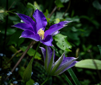 image1.jpeg