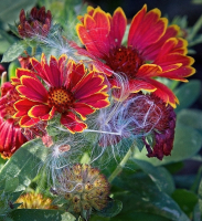 Fall_Colors1_-_By_Karen_McMahon.jpg