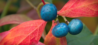 Fall_Colors2_-_By_Karen_McMahon.jpg