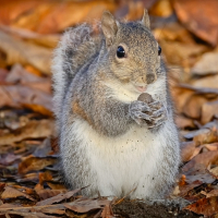 Fall_Colors3_-_By_Karen_McMahon.jpg