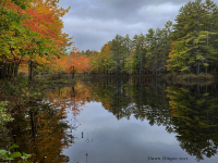 New_Hampshire_2021_DawnDingee.jpg