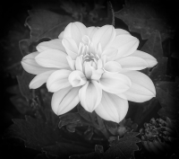 Dahlia_-_By_Karen_McMahon.jpg