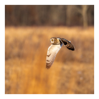Owl_EriselMatus.JPG