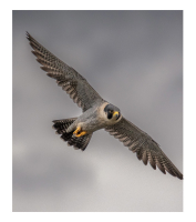Peregrine_-Falcon_EriselMatus.jpg