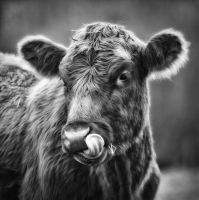The_Calf_DawnDingee.jpg
