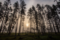 Morning_in_Yellowstone_DawnDingee.jpg