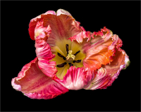Showy_Tulip.jpg