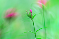 SpringColors_LazloGyorsok.jpg