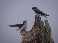 Swallow_Tree_-_Raphael_Swift.jpg