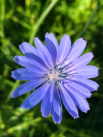 IMG_4382.jpeg