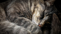 Cat_Nap___Hoeller.jpg