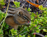 Finding_a_Snack_by_Bert_Schmitz.JPG
