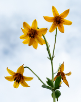 Lilium_canadense_-_Raphael_Swift.jpg