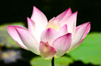 Lotus_Andres_Valdespino.jpg