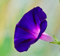 Morning_Glory_-_By_Karen_McMahon.jpg