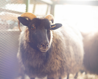 Rhinebeck_Ram_-_Raphael_Swift.jpg