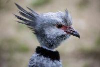 South_American_Screamer_DawnDingee.jpg
