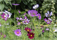 Wild_Flowers_-_Ian_Peters-.jpg