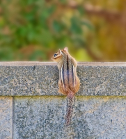 You_Keep_Me_Hanging_On_-_By_Karen_McMahon.jpg