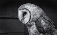 Barn_Owl_DawnDingee.jpg