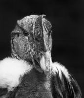 California_Condor_DawnDingee.jpg