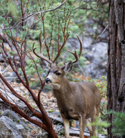 12-point_Buck_DawnDingee.jpg