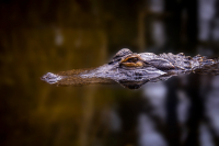 Alligator_DSCF5164.jpg