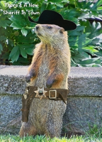 Animal_Kingdom_3_-_By_Karen_McMahon.jpg