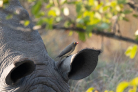 Bird_on_Rhino_Ear.jpg