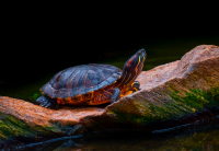DSCF5132.jpg