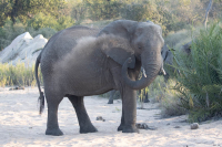 Elephant_Sand_Bathing.jpg