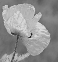 Poppy_-_By_Karen_McMahon_-.jpg