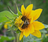 Collecting_Nectar_-_By_Karen_McMahon.jpg