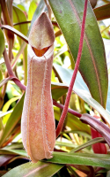 Hortus_PamelaPeeters.jpg