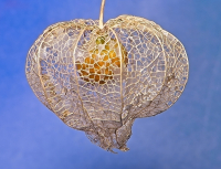 Naturally_Intricate_-_By_Karen_McMahon.jpg