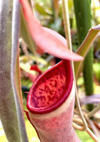 VenusBotanicus_PamelaPeeters.jpg