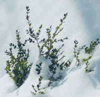 Boxwood_in_the_Snow.jpg
