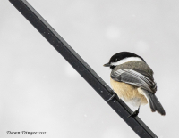 Chickadee_DawnDingee.jpg