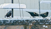Let_It_Snow_3_-_By_Karen_McMahon.jpg