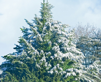 Let_It_Snow_4_-_By_Karen_McMahon.jpg