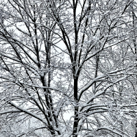 WinterBranches.jpg