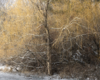 _88A8600-Edit.jpg