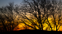 Dendritic_Sunset_-_Raphael_Swift.jpg