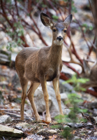 Fawn_in_Yosemite_National_Park_DawnDingee.jpg