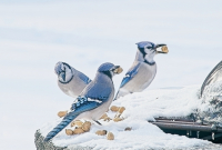 Peanut_Party_-_By_Karen_McMahon.jpg