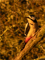 Spotted_Wookdpecker_sunning_itself_-_Ian_Peters.jpg