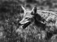 Coyote_on_the_Prowl_DawnDingee.jpg