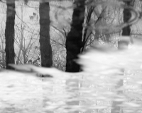 December_Forest_-_Raphael_Swift.jpg