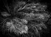 Hoeller_Light_as_a_Feather-1.jpg